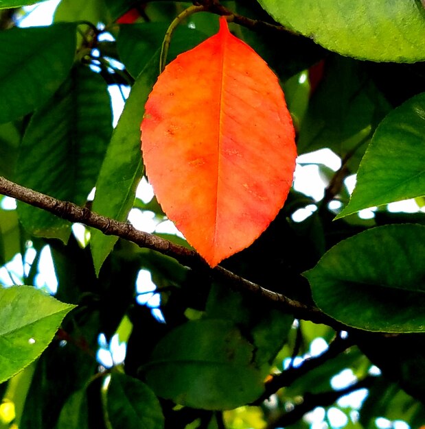 Photo close-up of leaves