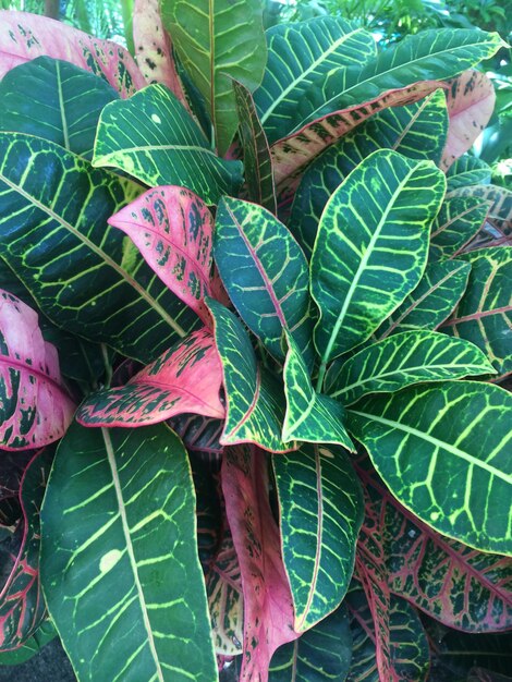 Close-up of leaves