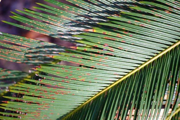 Photo close-up of leaves