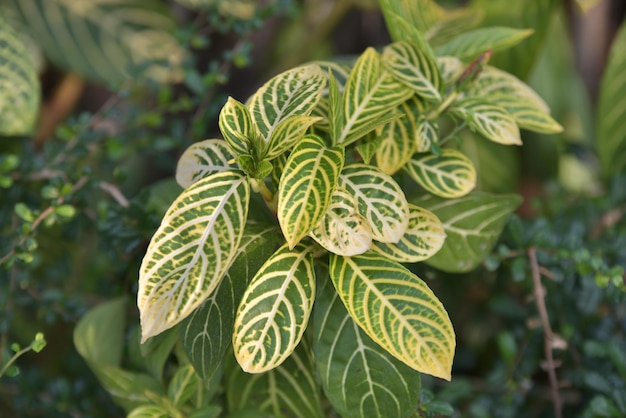 Photo close-up of leaves