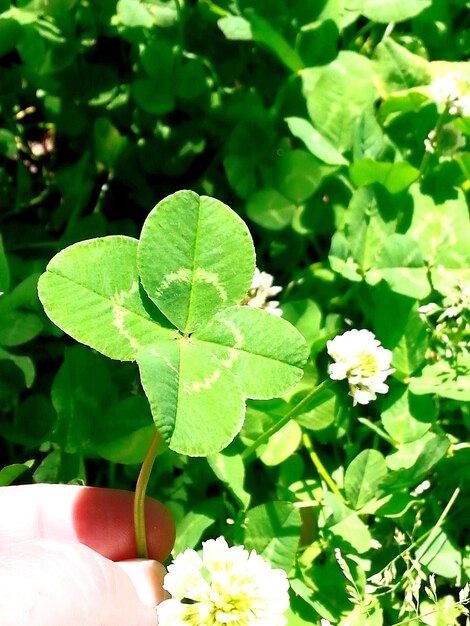 Photo close-up of leaves