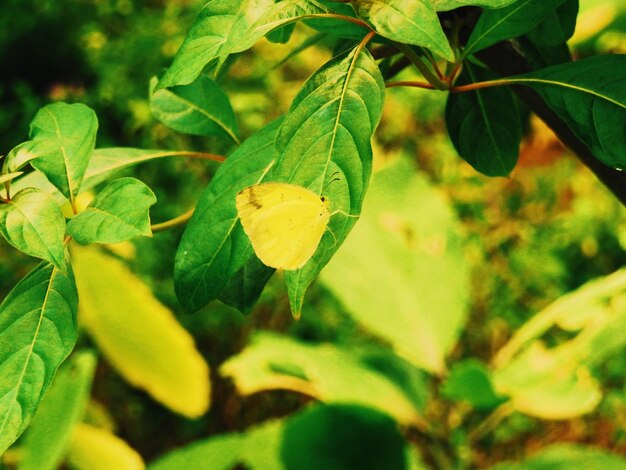 Photo close-up of leaves