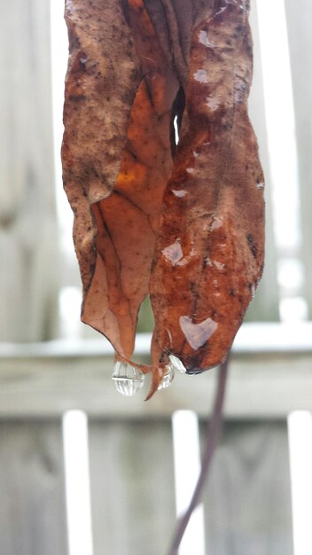 Photo close-up of leaves