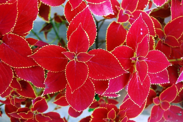 Close-up of leaves