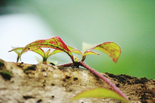 Photo close-up of leaves