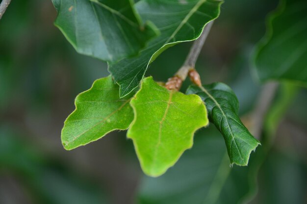 Close-up of leaves