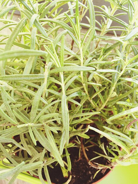 Photo close-up of leaves