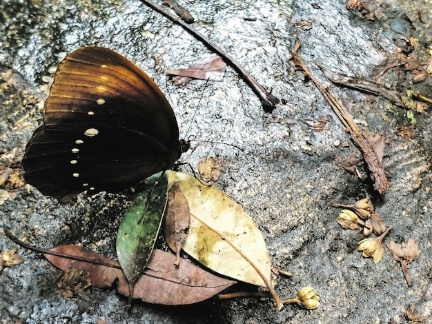 Photo close-up of leaves