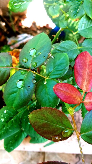 Close-up of leaves