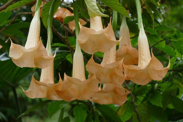 Photo close-up of leaves