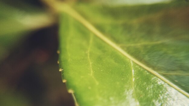 Foto prossimo piano delle foglie