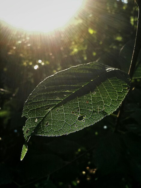 Photo close-up of leaves