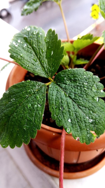 Foto prossimo piano delle foglie