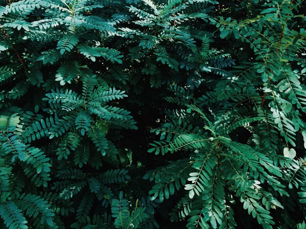 Photo close-up of leaves