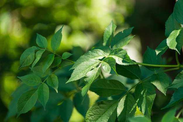 close-up of leaves