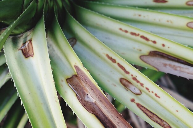 Close-up of leaves