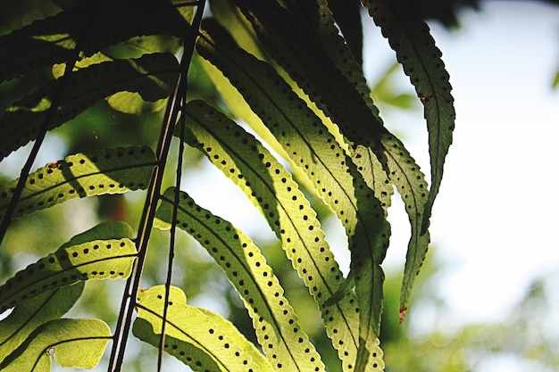 close-up of leaves
