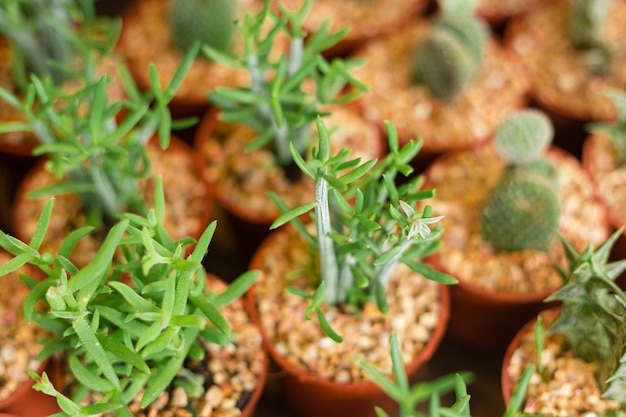 Photo close-up of leaves