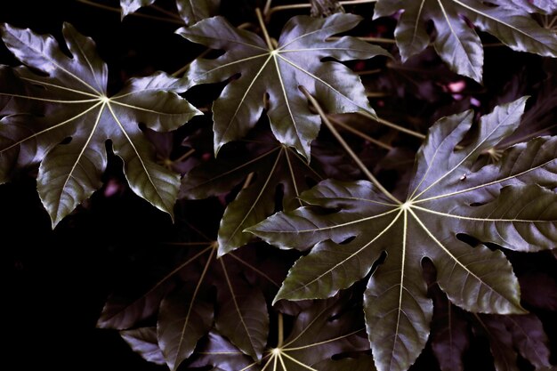 Photo close up of leaves