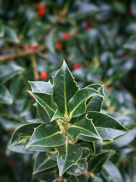 Close-up of leaves