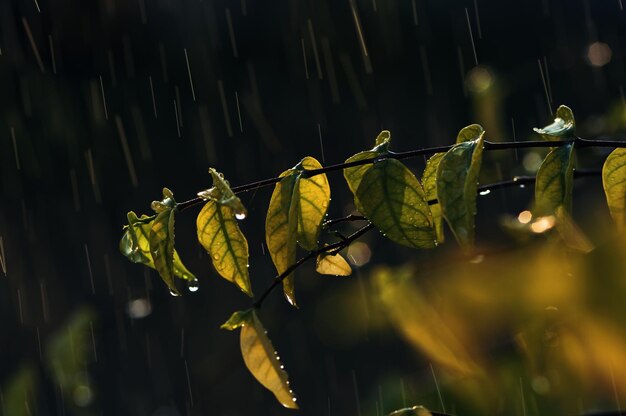 Foto prossimo piano delle foglie