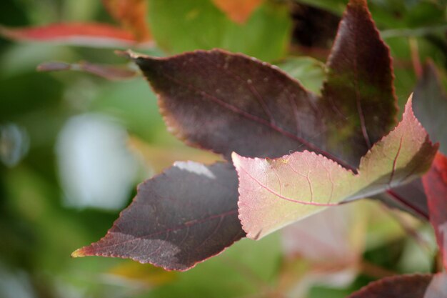 Close-up of leaves