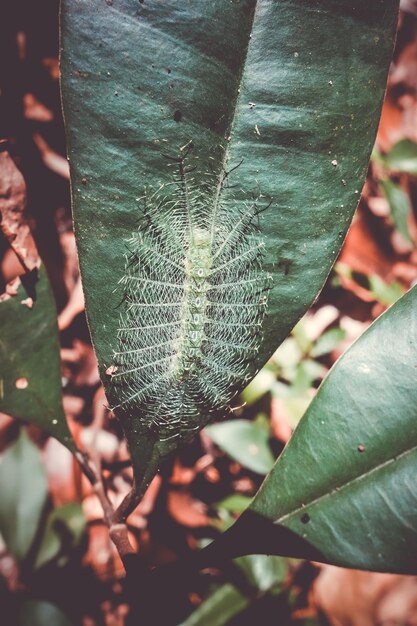 Photo close-up of leaves