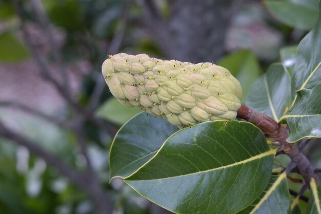 Photo close-up of leaves