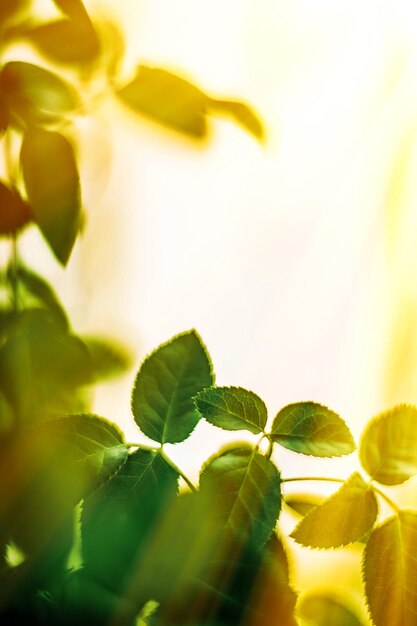 Foto prossimo piano delle foglie