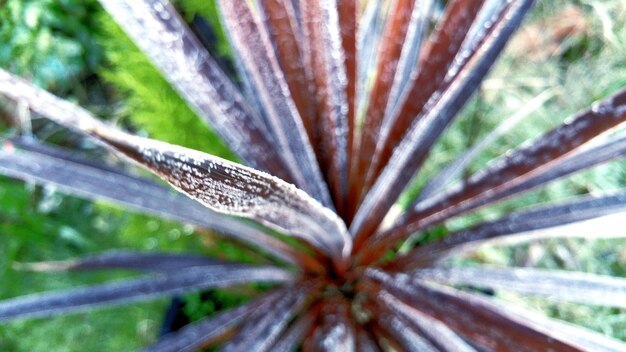 Photo close-up of leaves