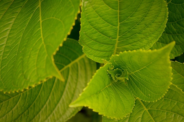 Photo close-up of leaves