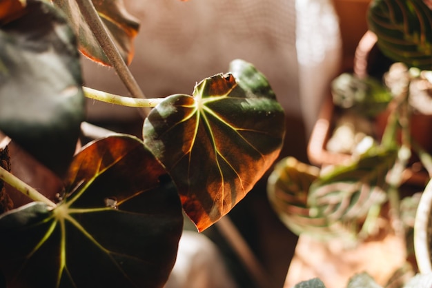 Photo close-up of leaves