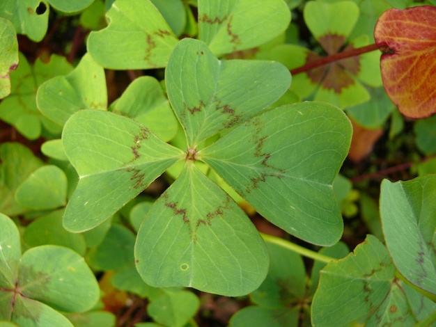 Photo close-up of leaves