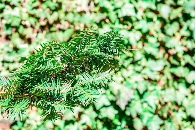 Photo close-up of leaves