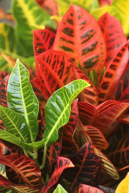 Photo close-up of leaves