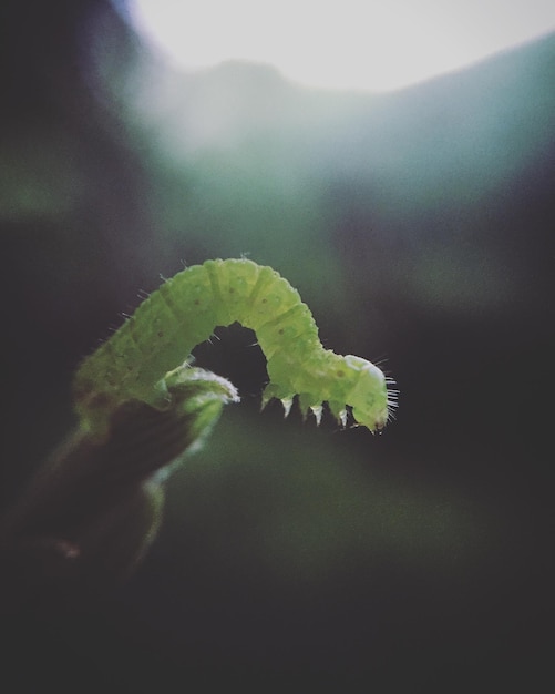 Foto prossimo piano delle foglie