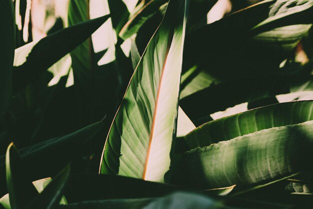 Close-up of leaves