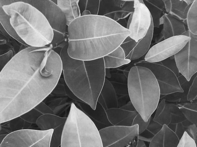 Photo close-up of leaves