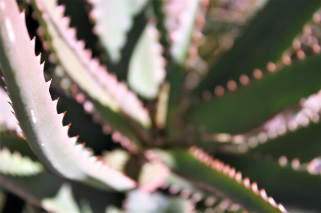 Photo close up of leaves