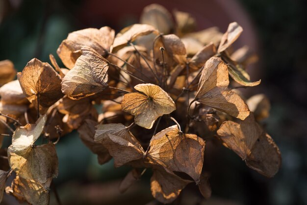 Photo close up of leaves