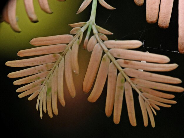 Photo close-up of leaves