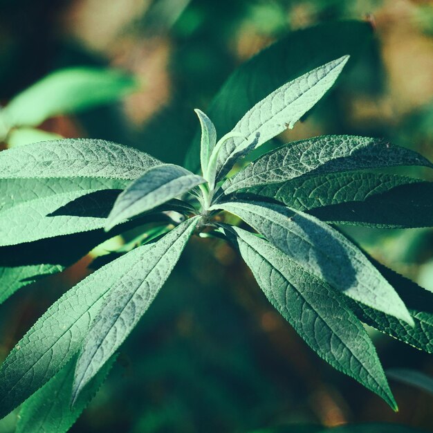 Close-up of leaves