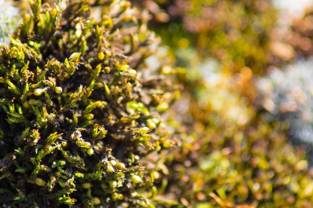 Close-up of leaves