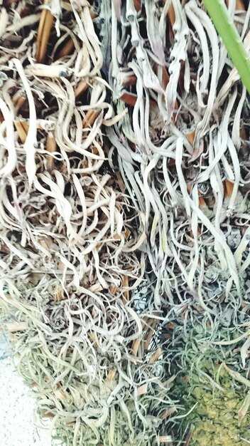 Close-up of leaves