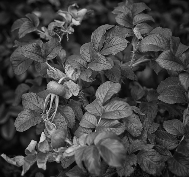 Photo close-up of leaves