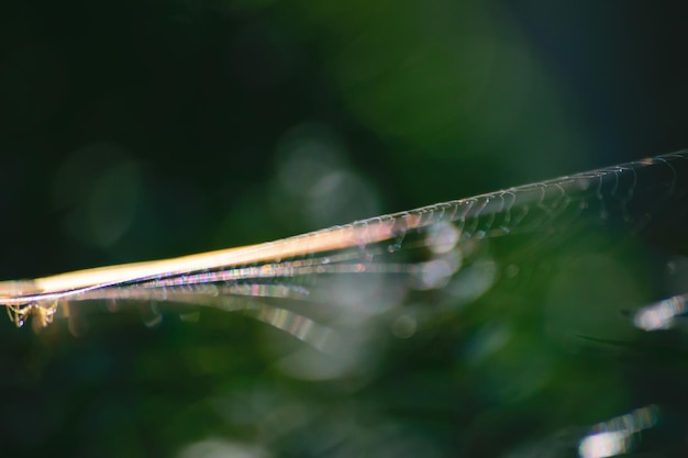 Close up of leaves