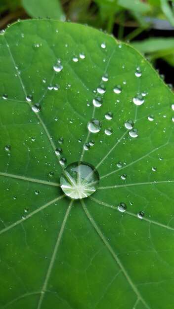 Photo close-up of leaves