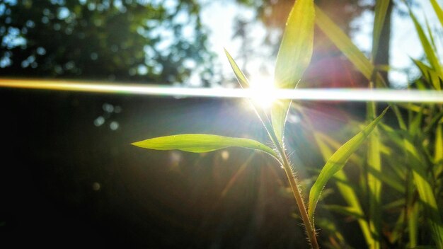 Photo close-up of leaves