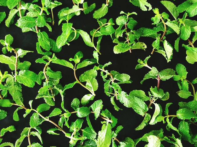 Photo close-up of leaves