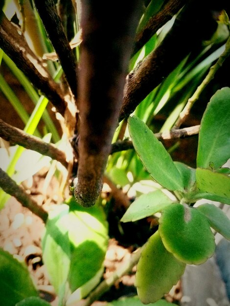 Close-up of leaves